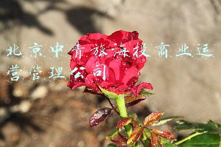 中青旅资源投资公司简介(长沙这场投资环境推介会，为何开到了北大清华)