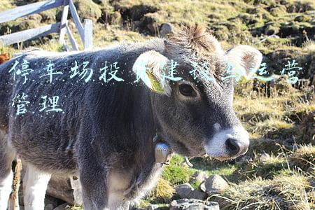 停车场投资及效益(城投公司经理花公款买了自己投资的停车场)