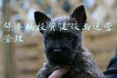 停车场投资估算(市城管局解读：停车场究竟咋收费？收费金额是多少？)