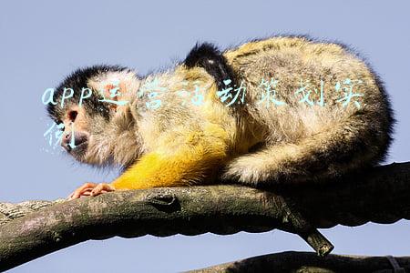 app运营活动策划实例