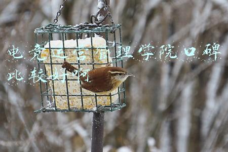 电竞运营管理学院口碑比较好啊