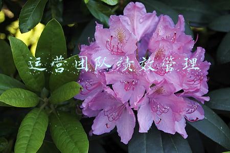 运营团队绩效管理