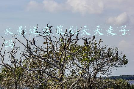 火影运营策划天天走了吗