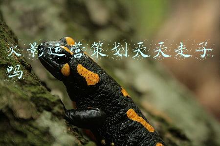 火影运营策划天天走了吗