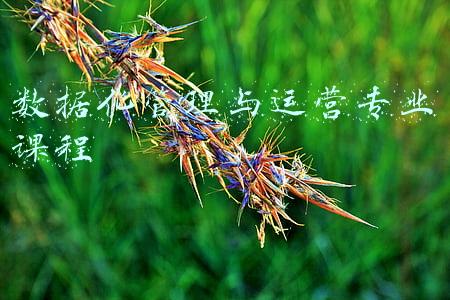 信息管理与信息系统专业主修课程(2022年上半年信息系统项目管理师考前100天复习计划表)