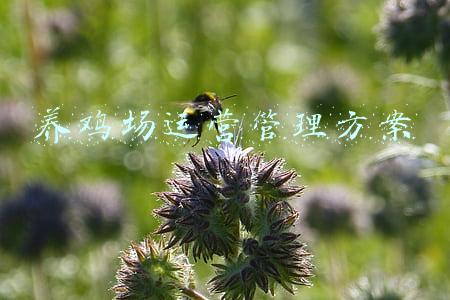 养鸡场建设方案(鸡场建造规划设计（一）)