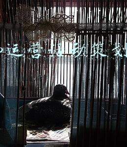 app运营活动策划案例