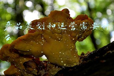 产品策划和运营需要什么