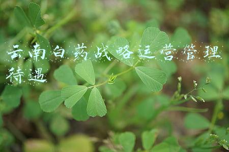 云南白药战略运营管理待遇