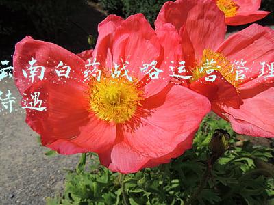 云南白药有限公司营运能力分析(云南白药：公司生产经营保持稳健)
