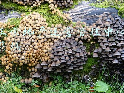 正荣地产运营管理中心蒋琪