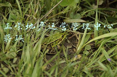 正荣地产运营管理中心蒋琪