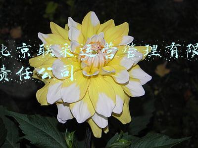 北京联采运营管理有限责任公司