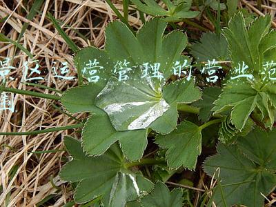 景区管理运营人员工作是什么(旅游景区运营管理概述(7-5)景区管理的特点与任务)
