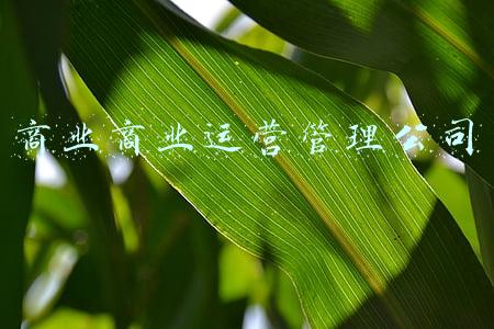 商业商业运营管理公司
