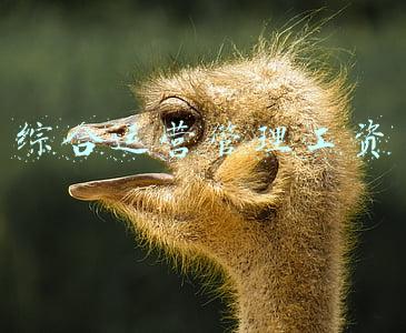 综合运营管理工资