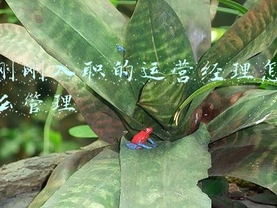 刚刚入职的运营经理怎么管理