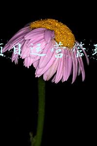 高顿财务培训(沪上高顿，布局财经教育终身化)