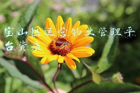 宝山区运营物业管理平台资质