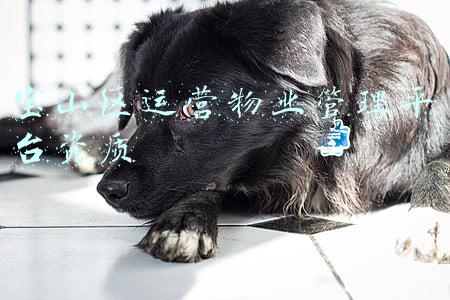 上海宝房物业管理有限公司(宝山超高人气小区盘古路927弄小区 VS 盘古路712弄小区？)