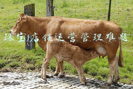 珠宝店铺运营管理难题
