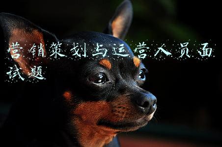 营销策划人员岗位职责(公司营销部经理岗位职责说明书)