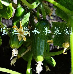 淘宝运营水果策划书