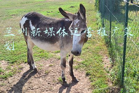 兰州新媒体运营推广策划