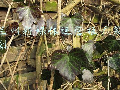 兰州新媒体运营推广策划