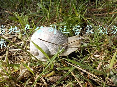 房地产公司运营策划方案