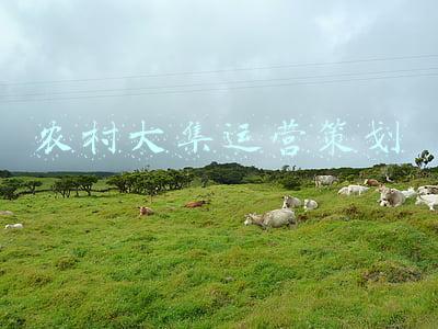 农村大集运营策划