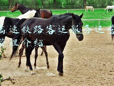 高速铁路客运服务运营管理介绍