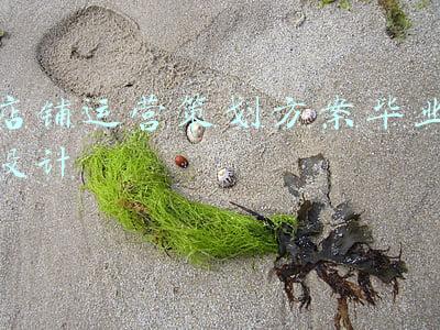 店铺运营策划方案毕业设计