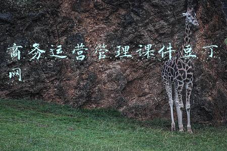 商务运营管理课件豆丁网
