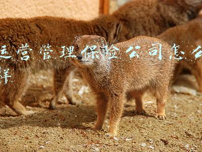保险公司运营岗位职责(保险业务员和公司的定位)