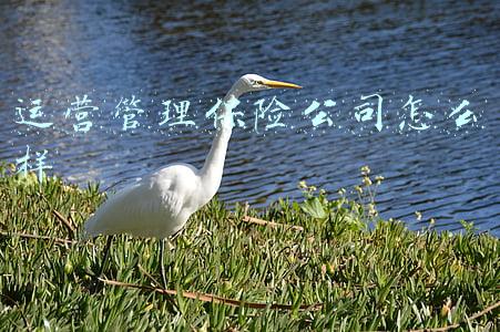 运营管理保险公司怎么样