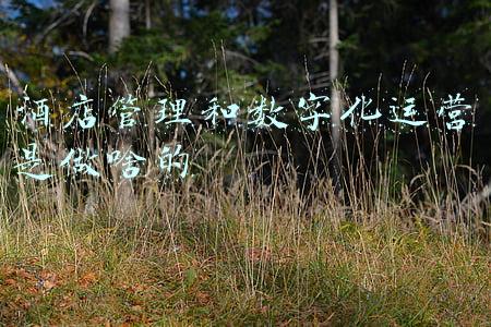 酒店管理和数字化运营是做啥的