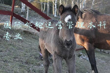 国际邮轮乘务专业前景(国际邮轮乘务专业解读)