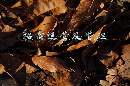 招商运营及管理