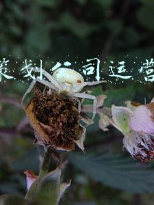 项目策划公司运营管理制度