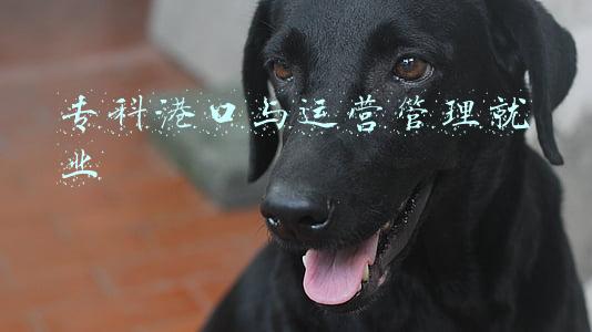 专科港口与运营管理就业