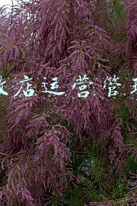 微店运营管理研究(微商城要怎样更好地运营)