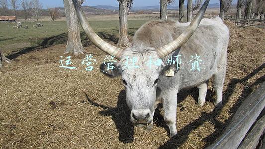 运营管理和师资