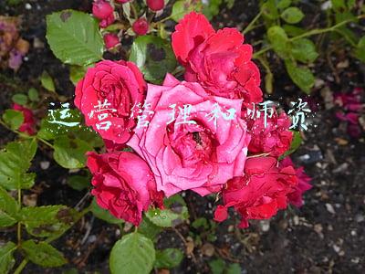 运营管理和师资