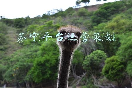 苏宁平台运营策划