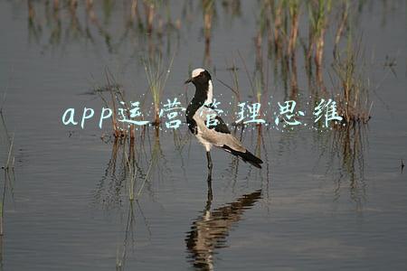 app运营管理思维
