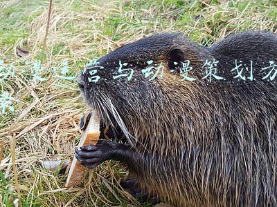 动漫运营与动漫策划方案
