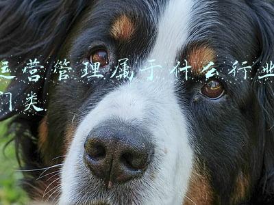 运营管理属于什么行业门类
