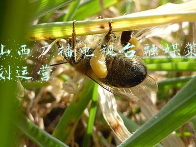 山西广播电视台官网(@太原人《山西风光好——2022年新春大联欢》今晚播出)