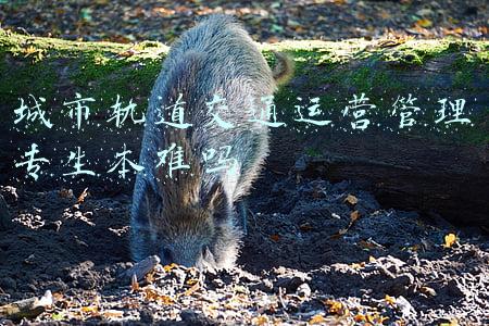 城市轨道交通运营管理专业技能(深圳首班“无人驾驶”地铁列车发车)